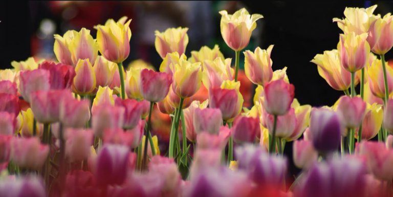How to Get Discounts on Flower Station | 2021 Tips How to Get Discounts on Flower Station | 2021 Tips