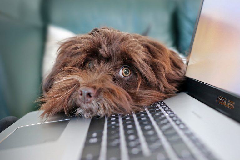 50% Off BarkBox Coupons, Promo Codes for Oct 2022