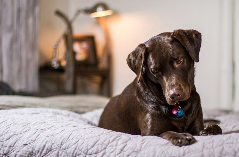 2 Basic and Easy Dog Training Tips 2 Basic and Easy Dog Training Tips