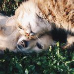 Up to 30% Off Petco Promo Codes – September 2023