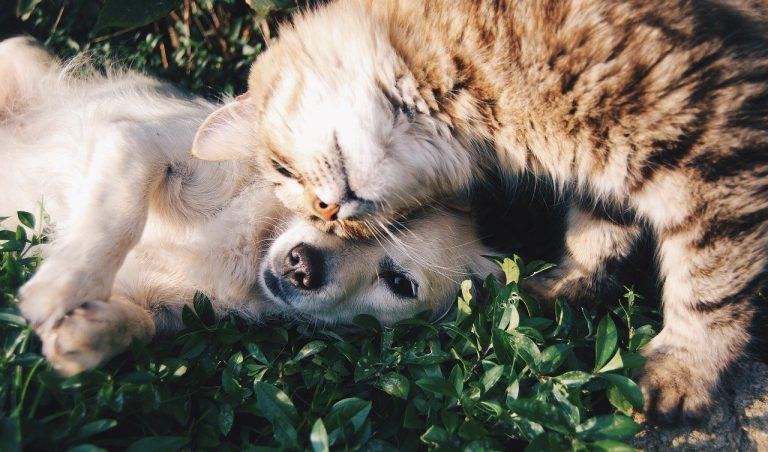 Up to 30% Off Petco Promo Codes – September 2023