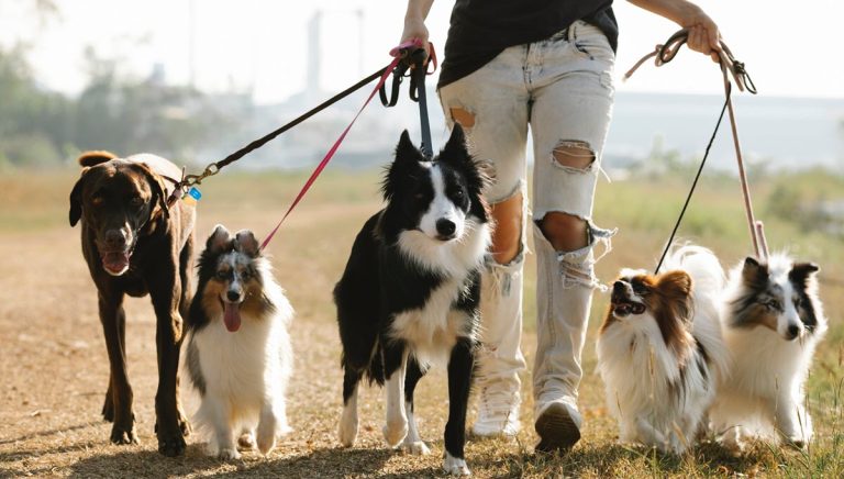 How to Walk Your Dog in Hot Weather 2024