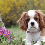 2023 Pet Scams | How to Spot and Avoid Easily