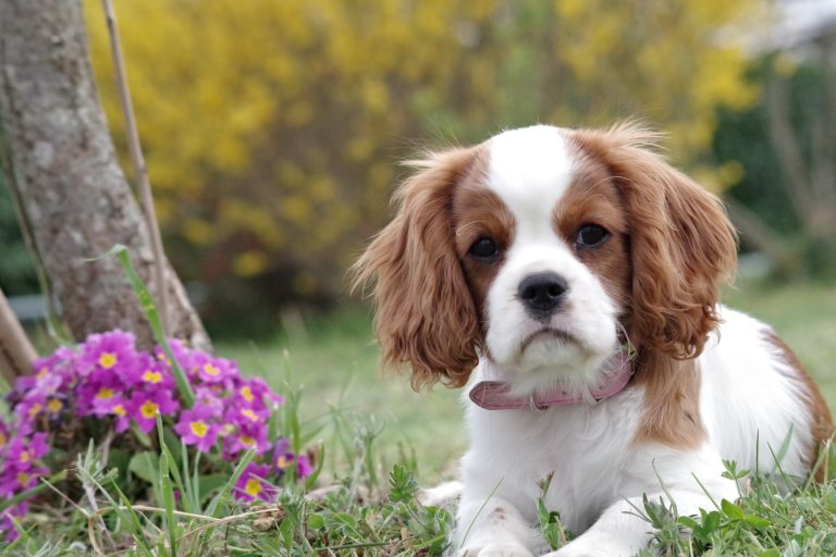 2023 Pet Scams | How to Spot and Avoid Easily