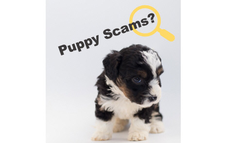 2022 Pet Scams | How to Spot and Avoid Easily
