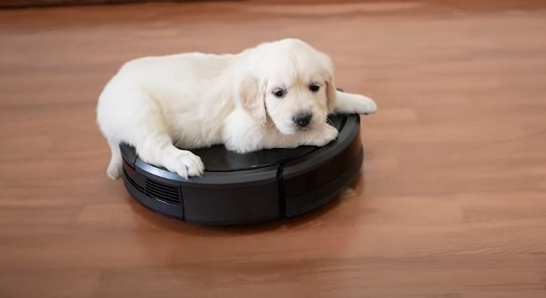 Best Robot Vacuum For Pet Hair 2024 – Consumer Reviewed