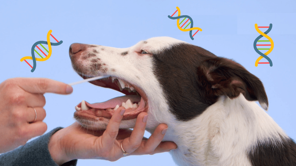 DNA Tests for Dogs: Find My Dog’s All Breeds 2024